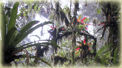 Bromelien