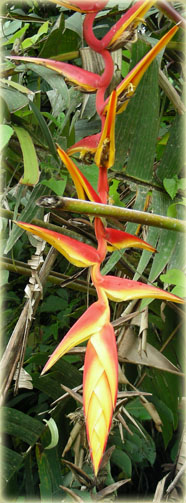 Heliconia