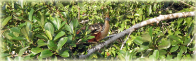 Hoatzin